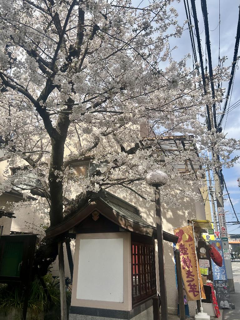 桜庭こはく