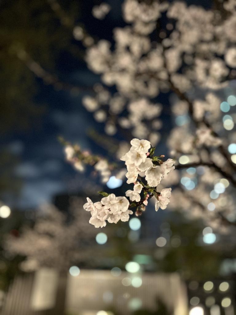 桜庭こはく