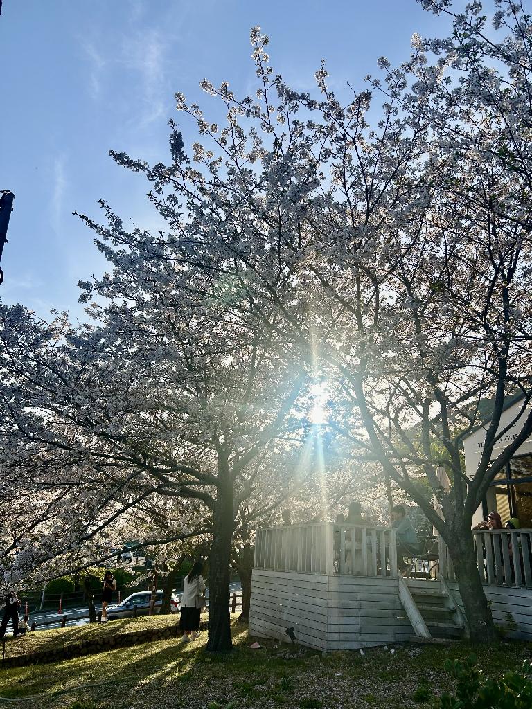 桜庭こはく