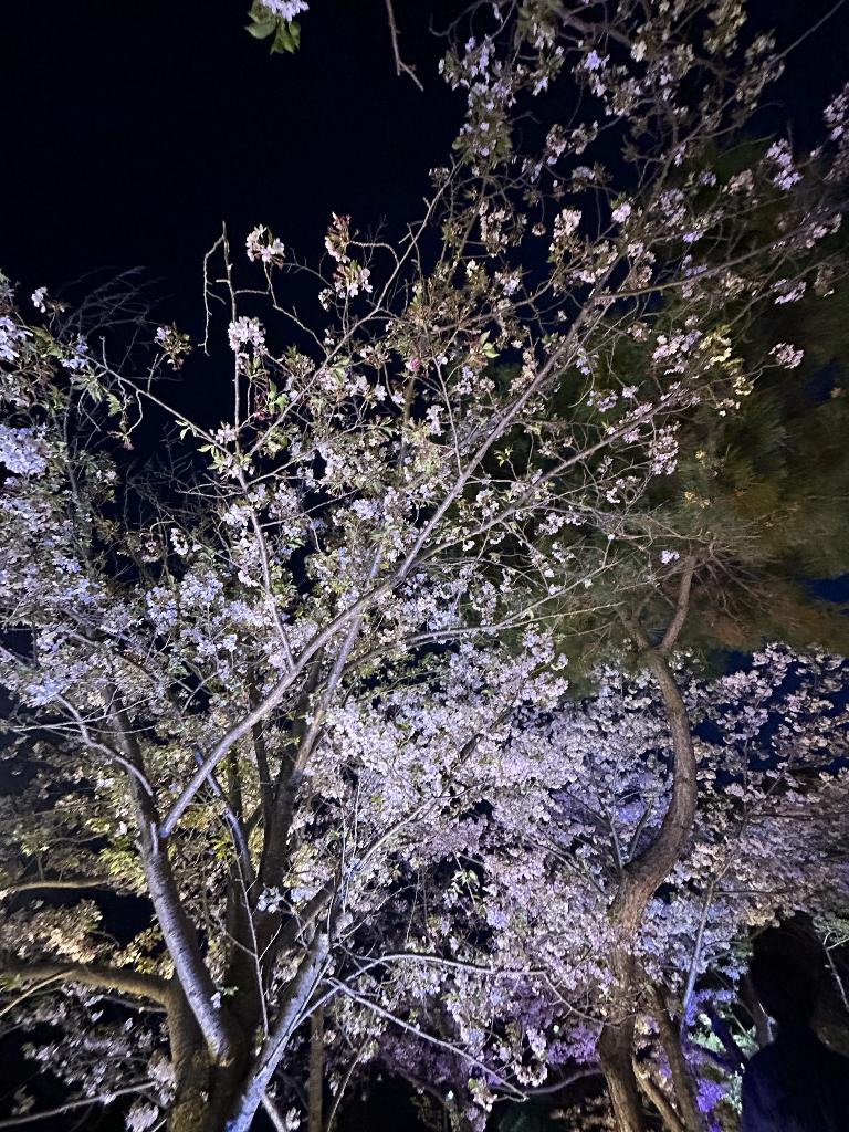 桜庭こはく
