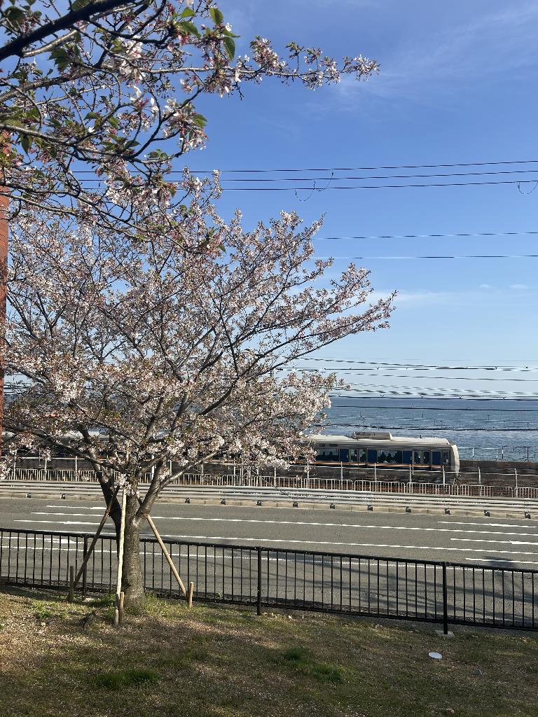 桜庭こはく