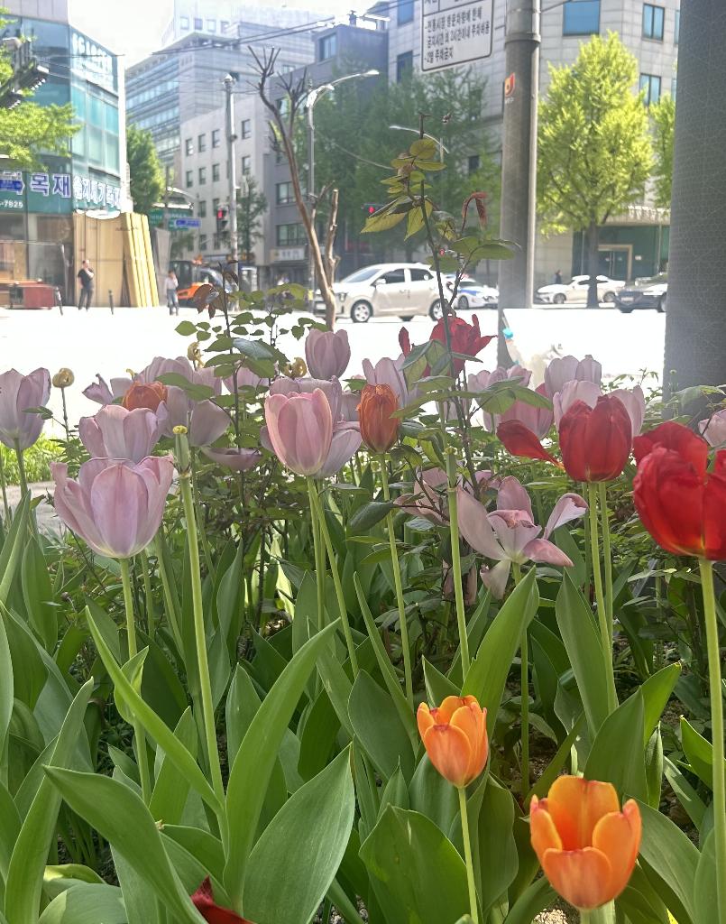 桜庭こはく